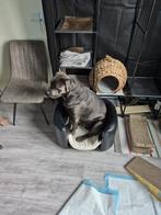 Cane Corso  reu. 16 mnd oud. Gecast en ingeent  chipt., Dieren en Toebehoren, CDV (hondenziekte), 1 tot 2 jaar, Eén hond, Nederland