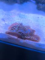 Ricordea Yuma Orange (5 stuks op steksteen), Dieren en Toebehoren, Vissen | Aquariumvissen, Kreeft, Krab of Garnaal