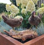 opgezette waterhoen, Verzamelen, Dierenverzamelingen, Ophalen of Verzenden, Zo goed als nieuw, Vogel, Opgezet dier