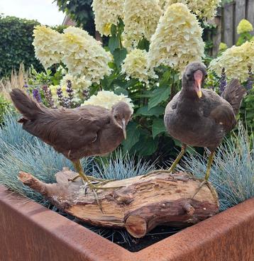 opgezette waterhoen  beschikbaar voor biedingen