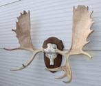 Groot ALASKA ELAND GEWEI op houten schild ("MOOSE"), Ophalen, Gebruikt, Hert, Gewei of Kop