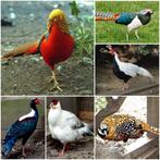 Div.soorten-Fazanten-Duiven-Pauwen-Eenden-Kippen-leghennen.., Meerdere dieren, Tropenvogel, Geringd