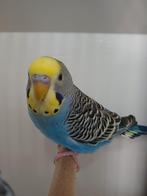 Kleurgrasparkieten TT kwaliteit, Dieren en Toebehoren, Vogels | Parkieten en Papegaaien, Meerdere dieren, Parkiet