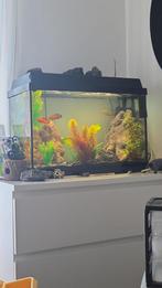 Aquarium 60 liter + Malawi cichliden, Dieren en Toebehoren, Vissen | Aquaria en Toebehoren, Ophalen, Zo goed als nieuw, Gevuld zoetwateraquarium