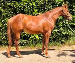 Te koop aangeboden jaarling Quarter horse ruin *western*, Dieren en Toebehoren, Ruin, Minder dan 160 cm, Ontwormd, 0 tot 2 jaar