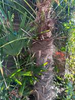 2 palmbomen (groot en klein), Tuin en Terras, 100 tot 250 cm, Zomer, Palmboom, Ophalen