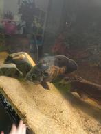 Oscar cicliden (pauwoog), Dieren en Toebehoren, Vis