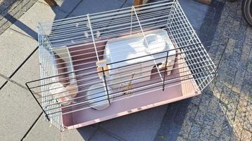 dieren-ren cavia-ren beschikbaar voor biedingen