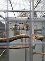 Vogels_parkieten-papegaaien, Dieren en Toebehoren, Vogels | Parkieten en Papegaaien, Meerdere dieren, Papegaai