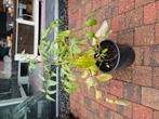 Tomatenplant, Ophalen of Verzenden, Vaste plant, Groenteplanten, Volle zon