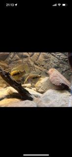 Jong koppeltje, Dieren en Toebehoren, Vissen | Aquariumvissen, Vis