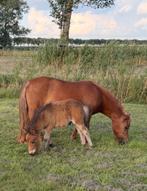 Shetlanders Merrie met veulen te koop, Dieren en Toebehoren, Pony's, Merrie, 0 tot 2 jaar