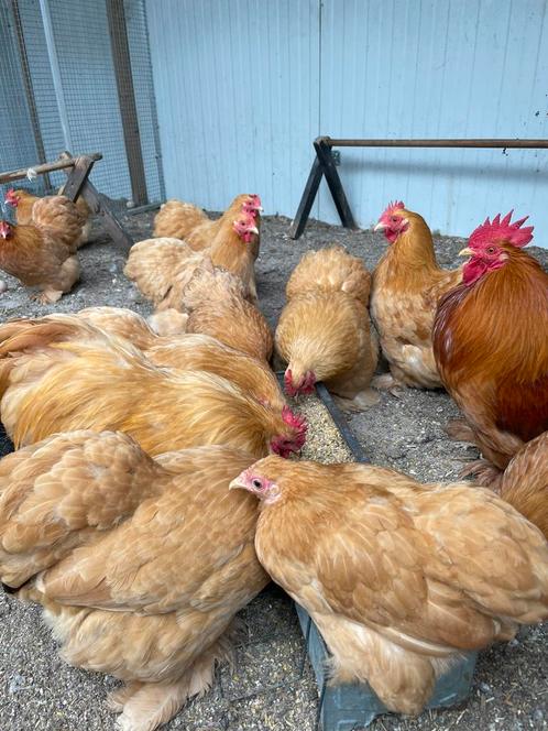 Mooie cochin kriel kippen hennen 1 jaar oud, Dieren en Toebehoren, Pluimvee, Kip, Vrouwelijk