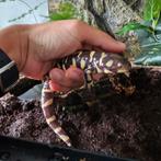 Tijgersalamander (Ambystoma tigrinum) met terrarium, Ophalen, Zo goed als nieuw, Terrarium of Paludarium
