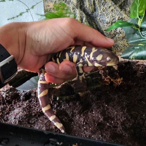 Tijgersalamander (Ambystoma tigrinum) met terrarium, Dieren en Toebehoren, Reptielen en Amfibieën | Toebehoren, Zo goed als nieuw