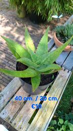 Aloë Maculata, Zeep-Aloë, Ophalen, Overige soorten, Minder dan 100 cm