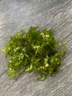 Flinke portie levermos, Ophalen of Verzenden, Zo goed als nieuw, Plant(en), Steen of Hout