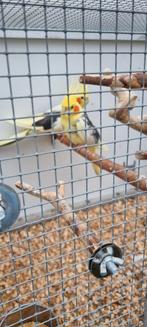 Diverse parkieten zie omschrijving, Dieren en Toebehoren, Vogels | Parkieten en Papegaaien, Meerdere dieren, Parkiet