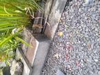 beton border, Tuin en Terras, Bielzen en Borders, Ophalen, Gebruikt, Beton, Minder dan 100 cm