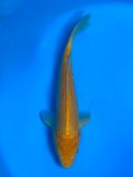 Doitsu Karashigoi 26-30cm Hirasawa Japanse koi, Karper of Koi