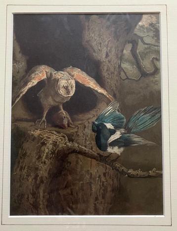 Arthur Charles Dodd 1887 vechtende vogels beschikbaar voor biedingen