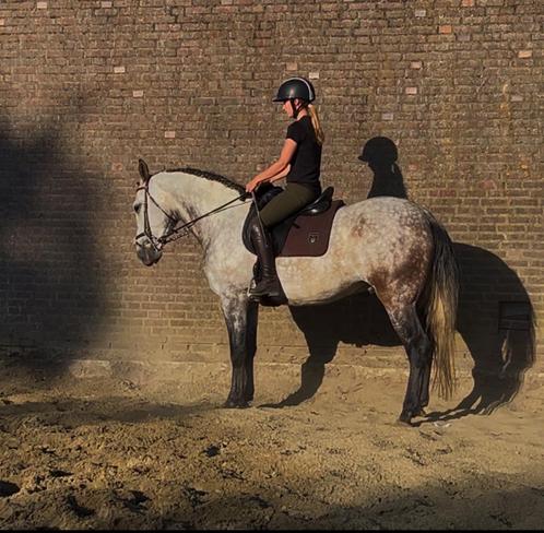 Instructie Horsemanship, Diensten en Vakmensen, Dieren | Paarden | Verzorging, Oppas en Les