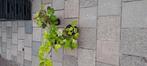 SCHITTERENDE  EIKENBLAD HORTENSIAS  €3,99, Volle zon, Vaste plant, Zomer, Ophalen