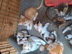 Kittens, Dieren en Toebehoren, Katten en Kittens | Overige Katten, Kater