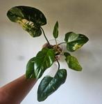 Philodendron White Princess stekken, Ophalen of Verzenden, Halfschaduw, Minder dan 100 cm