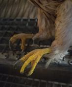 Opgezette havik taxidermie, Ophalen, Gebruikt, Vogel, Opgezet dier