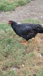 Dubbel gezoomde Barnevelder, Dieren en Toebehoren, Mannelijk, Kip