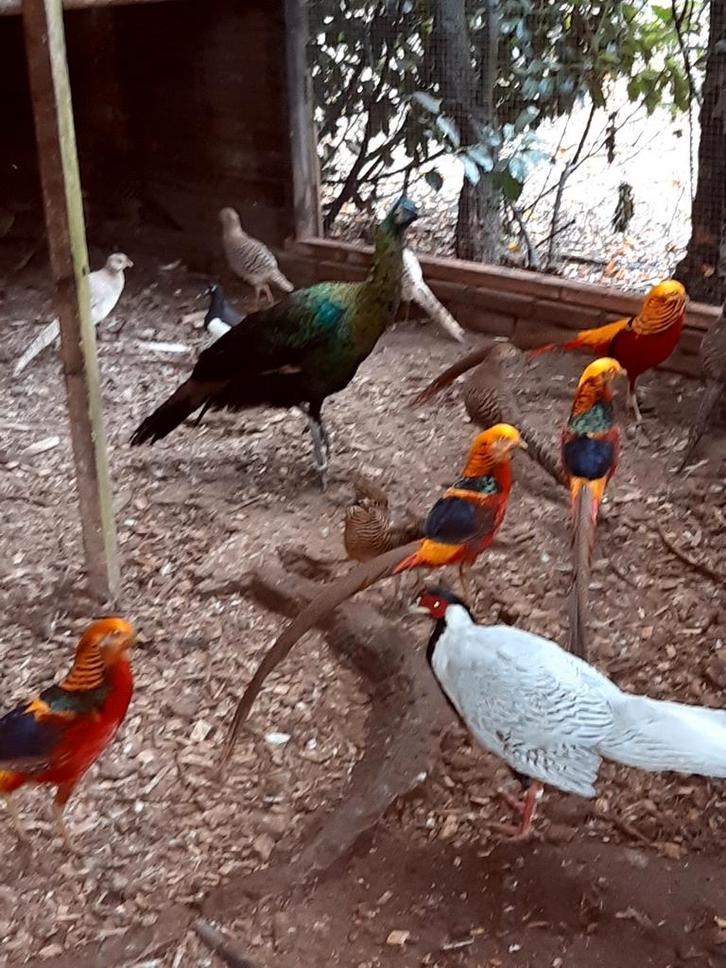Diverse Fazanten-Pauwen-Sonnerathoenders-Parelhoenders-ect.., Dieren en Toebehoren, Pluimvee, Overige soorten, Meerdere dieren