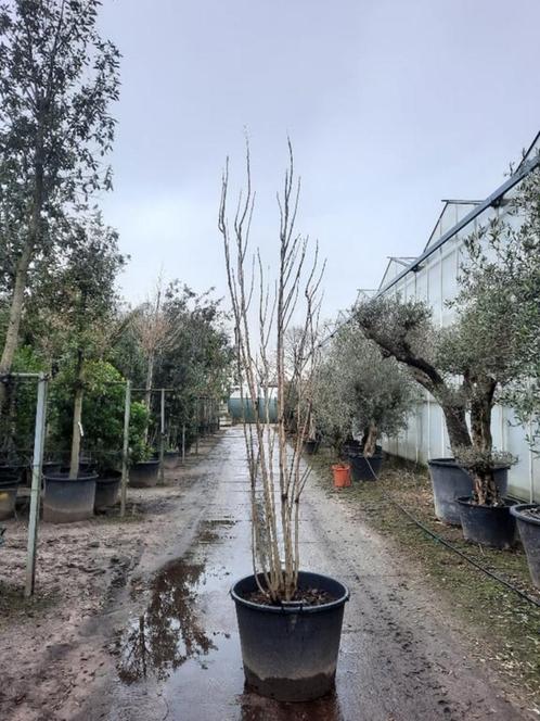 Koelreuteria paniculata Fastigiata zuil lampionboom zeepboom, Tuin en Terras, Planten | Tuinplanten, Vaste plant, Overige soorten