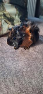 Mooie jonge Teddy/ Borstel cavia zeugjes, Cavia, Juni, Vrouwelijk, Tam
