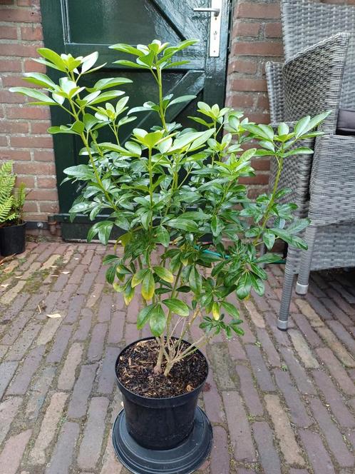 Choisya Ternata, Tuin en Terras, Planten | Tuinplanten, Ophalen