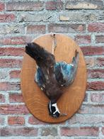 Opgezette stilleven wood duck taxidermie eend, Verzamelen, Dierenverzamelingen, Wild dier, Opgezet dier, Ophalen