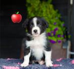 Border collie x australian shepherd puppys, Dieren en Toebehoren, Overige rassen, 8 tot 15 weken, Meerdere, Meerdere dieren