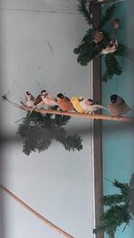 8 super mooie harlekijn kanaries, Dieren en Toebehoren, Vogels | Kanaries, Meerdere dieren, Kleurkanarie