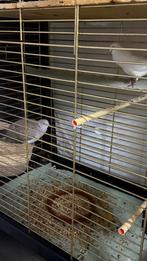 koerduiven, Dieren en Toebehoren, Meerdere dieren, Tortelduif