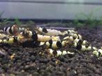 Pure Black Line garnalen | Caridina shrimps PBL, Dieren en Toebehoren, Vissen | Aquariumvissen, Zoetwatervis, Kreeft, Krab of Garnaal