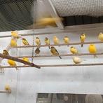 diverse kanaries, Dieren en Toebehoren, Vogels | Kanaries, Meerdere dieren, Kleurkanarie