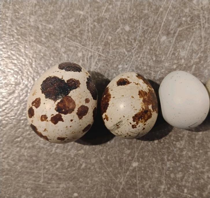 Broedeieren Japanse kwartel (gewoon & celadon), Dieren en Toebehoren, Pluimvee, Overige soorten, Geslacht onbekend