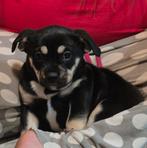 Franse bulldog mix puppys, Reu, CDV (hondenziekte), 8 tot 15 weken, Bulldog