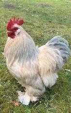 Gezocht cochin isabel haan, Dieren en Toebehoren, Pluimvee, Mannelijk, Kip