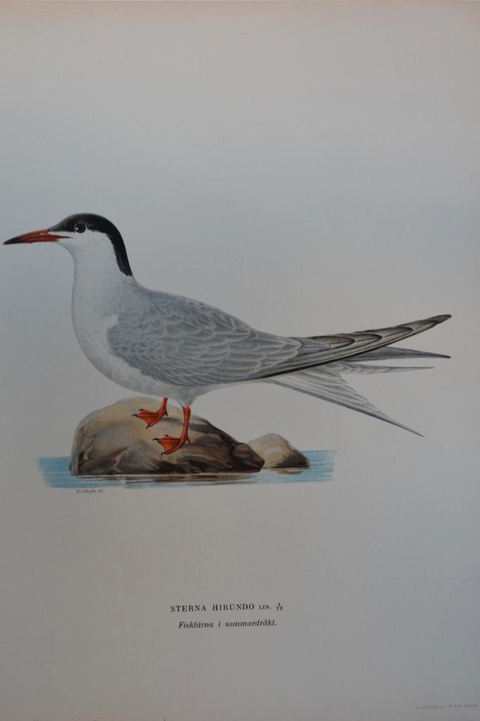 VISDIEFJE STERNA HIRNDO ZOMERKLEED Vogel Mooie Litho VB5, Antiek en Kunst, Kunst | Litho's en Zeefdrukken, Verzenden