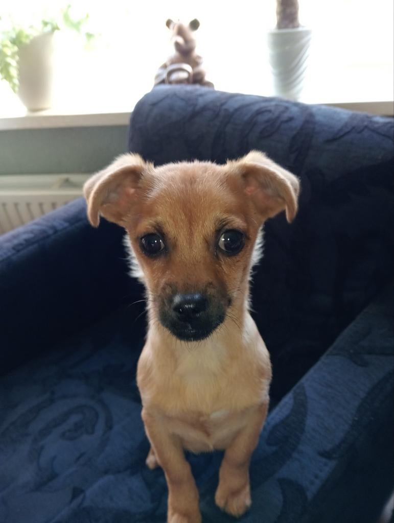 Goed huisje gezocht... 💞  lieve aanhankelijke pup teefje 💞, Dieren en Toebehoren, Honden | Niet-rashonden, Klein, Teef, Particulier
