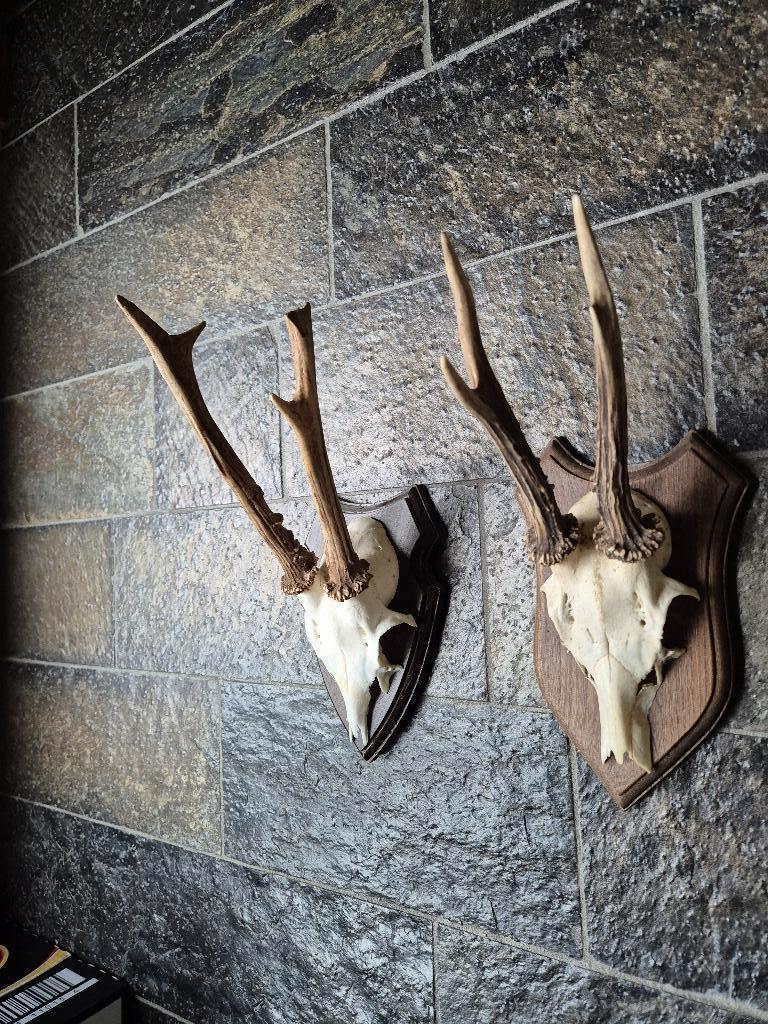 2 Mooie Ree geweien samen € 19 jacht hut mancave g30, Ophalen of Verzenden, Gebruikt, Hert, Gewei of Kop