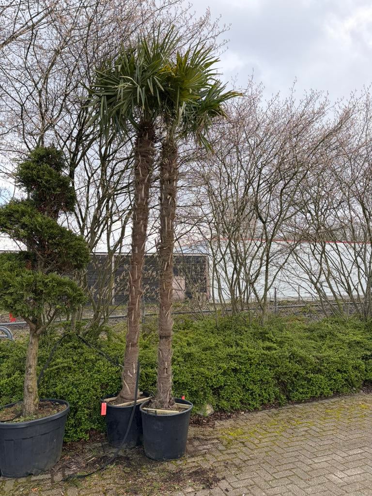 Palmbomen 4m hoog 2x, Zomer, Palmboom, 400 cm of meer, Ophalen
