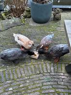 Eenden, Dieren en Toebehoren, Meerdere dieren, Eend