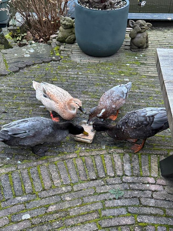 Eenden, Dieren en Toebehoren, Pluimvee, Eend, Meerdere dieren